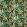 Benmore Fabric by Nina Campbell Emerald/Green/Ebony