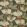 Ninfea Mania Fabric by Jim Thompson No.9 Chocolate