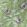 Sunbird Wallpaper by Matthew Williamson Ruby, Kiwi