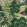 Pagoda Trees Fabric by Thibaut Brown and Green