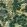 Pagoda Trees Wallpaper by Thibaut Brown and Green