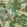 Pagoda Trees Wallpaper by Thibaut Coral and Green