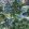 Pagoda Trees Fabric by Thibaut Lavender and Blue