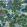 Pagoda Trees Wallpaper by Thibaut Lavender and Blue