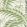 Palm House Wallpaper by Langelid Von Bromssen Morning Green