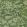 Palmette Wallpaper by 1838 Wallcoverings Forest