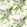 Paradise Row Fabric by Zoffany Evergreen
