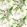 Paradise Row Wallpaper by Zoffany Evergreen