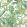 Parrot Talk Wallpaper by Woodchip & Magnolia Lush Green/White