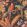 Parrot Talk Wallpaper by Woodchip & Magnolia Terracotta Sunset
