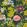 Passiflora Wallpaper by Clarke & Clarke Emerald