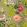 Passiflora Wallpaper by Clarke & Clarke Mulberry/Gilver