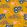 Picnic Wallpaper by Coordonne Golden