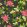 Pink Lotus Wallpaper by Clarke & Clarke Noir