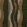 Plumage Fabric by Lizzo Parakeet