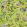 Porcelaine de Chine Fabric by Designers Guild Alchemilla