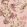 Protea Panthera Wallpaper by Cole & Son Rose Quartz
