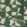 Rosetta Fabric by Lizzo Green