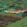 Rossinyol Mural by Tres Tintas Dark green