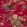 Sacred Pheasants Wallpaper by Coordonne Ruby