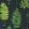 Fernery Wallpaper by Sanderson Botanical Green/Charcoal