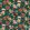 Summer Peony Fabric by Sanderson Newby Green
