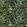 Sariska Jungle Wallpaper by Avalana Olive
