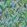 Seahorse Mangrove Wallpaper by Brand McKenzie Spring Green