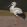Stork Mother Mural by Coordonne Black