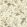 Tansy Bloom Wallpaper by Sanderson Oyster
