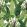 Travelers Palm Wallpaper by Thibaut Green