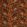 Tigress Velvet Fabric by Avalana Copper