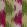 Oxus Fabric by Titley and Marr Chartreuse & Rose