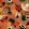 Tropicalia Wallpaper by Tres Tintas Naranja