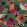 Tropicalia Wallpaper by Tres Tintas Verde