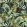Tropics Velvet Fabric by Avalana Dark
