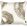 Tsauri Gilt Cushion 55 x 55cm by Black Edition Oro