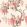 Wisteria Wallpaper by Woodchip & Magnolia Coral Floral