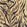 Zebrato Wallpaper by MINDTHEGAP Beige
