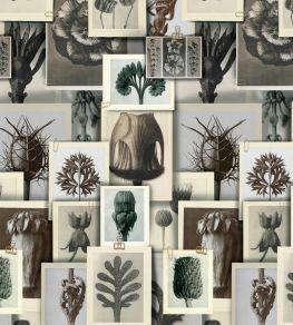Blossfeldts Art Forms Wallpaper by MINDTHEGAP Taupe