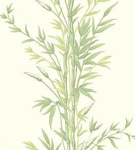 Bamboo Wallpaper by Cole & Son Green