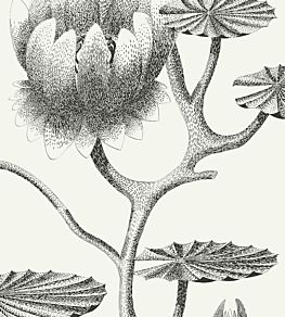 Lily Wallpaper by Cole & Son 20