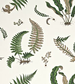 Ferns Wallpaper by GP & J Baker Original Green