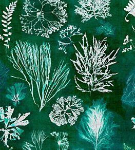 Algae Wallpaper by MINDTHEGAP Moss
