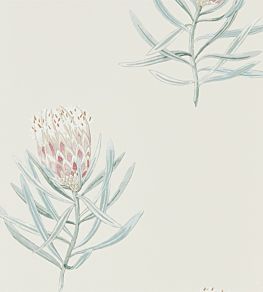 Protea Flower Wallpaper by Sanderson Porcelain / Blush