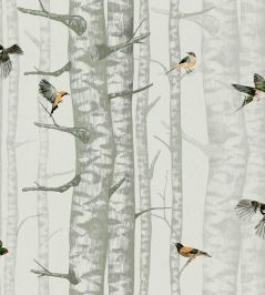 Birch Trees Wallpaper by Coordonne Silvester Birch Trees Wallpaper by Coordonne Silvester