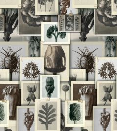 Blossfeldts Art Forms Wallpaper by MINDTHEGAP Taupe Blossfeldts Art Forms Wallpaper by MINDTHEGAP Taupe