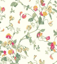 Sweet Pea Wallpaper by Cole & Son Leaf Greens Sweet Pea Wallpaper by Cole & Son Leaf Greens