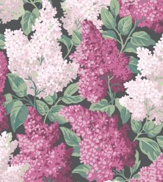 Lilac Wallpaper by Cole & Son Magenta & Blush on Charcoal Lilac Wallpaper by Cole & Son Magenta & Blush on Charcoal