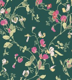 Sweet Pea Wallpaper by Cole & Son Cerise & Magenta on Viridian Sweet Pea Wallpaper by Cole & Son Cerise & Magenta on Viridian